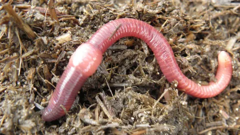 Red wriggler worm on composted soil